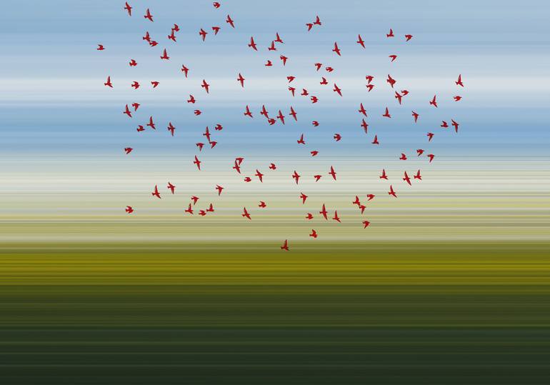 Landscape and birds - Limited Edition 1 of 20 Original Photography by Igor Vitomirov